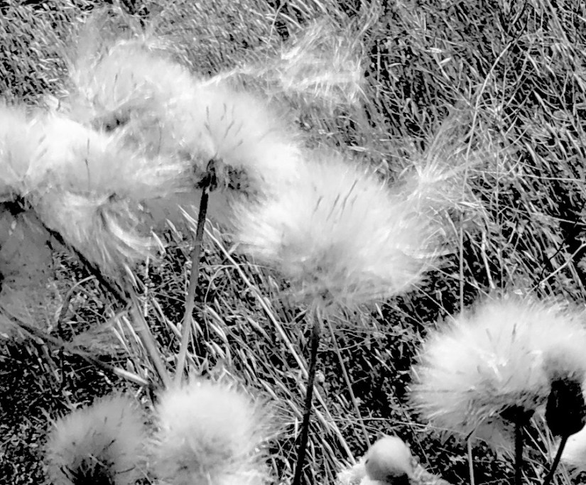 dandelionblackandwhite