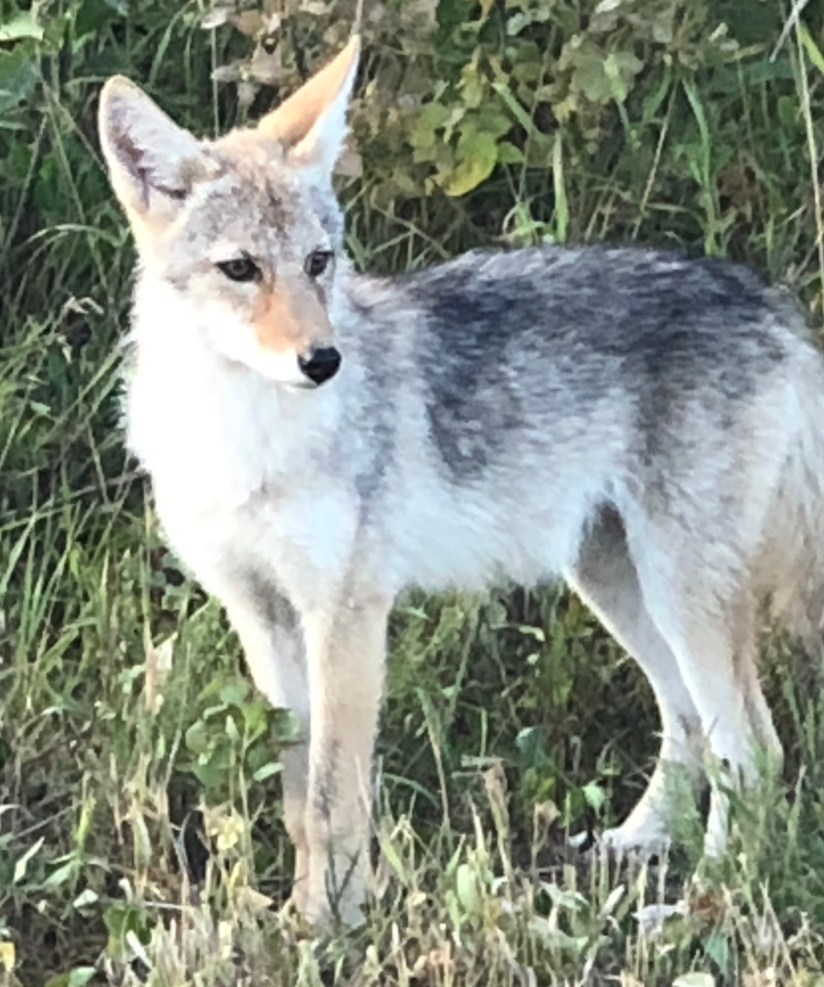 coyote